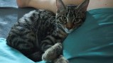 Monty (3)8